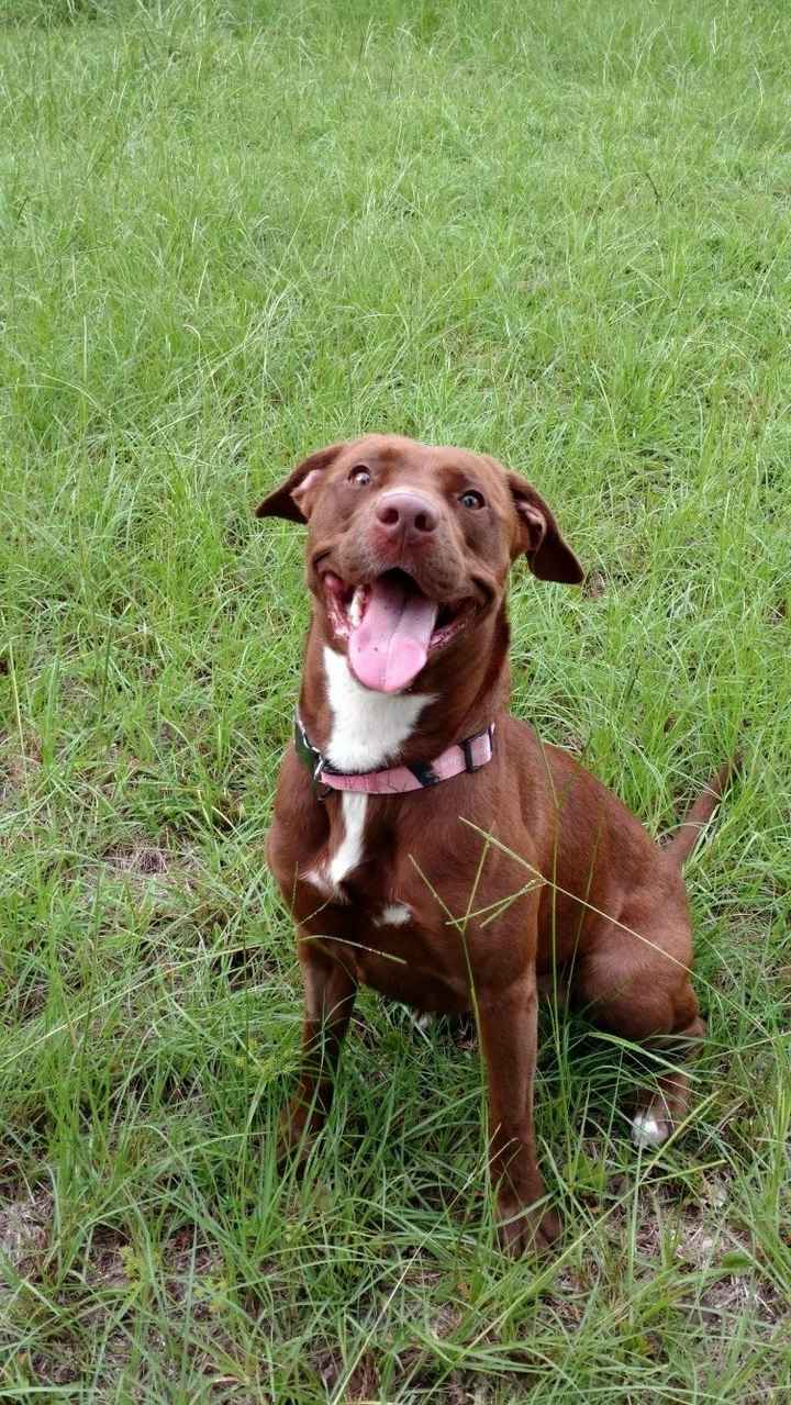 Furbabies?(non wedding post)