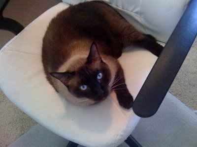 My furbaby: pics of the evil thing included