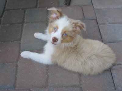 Just for fun- haven't seen the furbabies in awhile