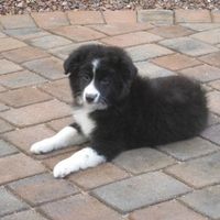 Just for fun- haven't seen the furbabies in awhile