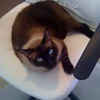 Just for fun- haven't seen the furbabies in awhile