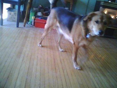 NWR: Furry Friends