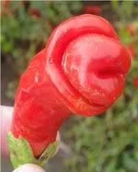 NSFW/NWR: Veggie Peen!!!!