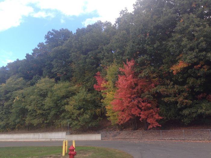 Foliage in November??