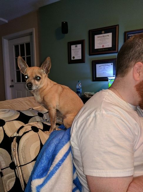 NWR: Anyone Want a free dog?