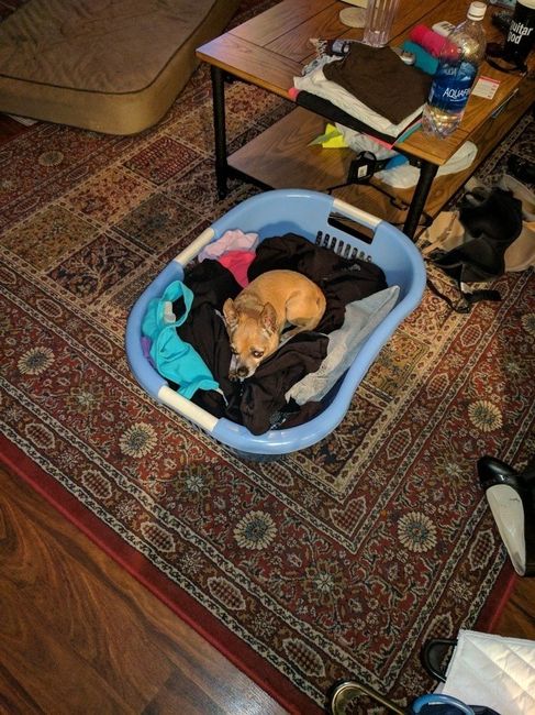 NWR - Send me pictures of your pets/memes