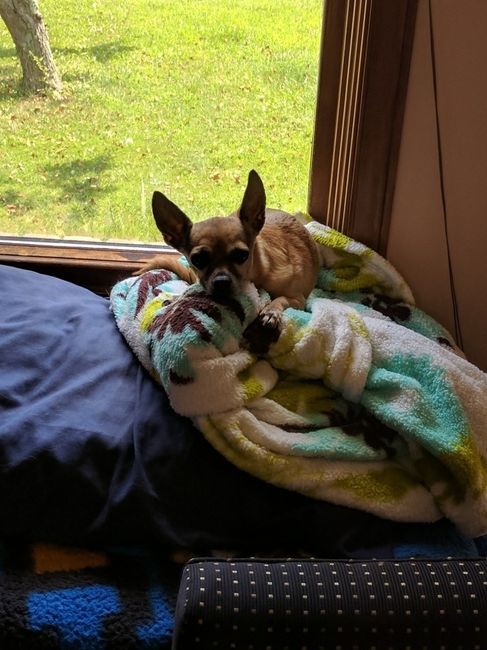 Fur Kids