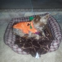 NWR: I don't think our pup is going to make it