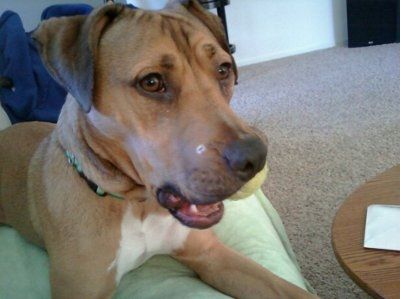 *NWR* Show me your pets/animals! *PICS*