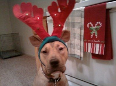 *NWR* Show me your pets/animals! *PICS*