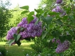 What's your favorite flower?