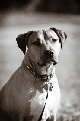 Just for fun- haven't seen the furbabies in awhile