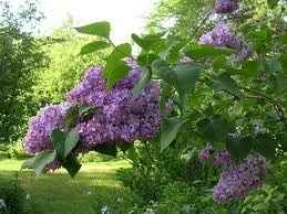 What's your favorite flower?