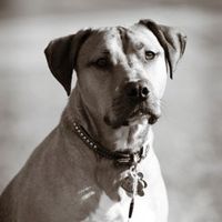 Just for fun- haven't seen the furbabies in awhile