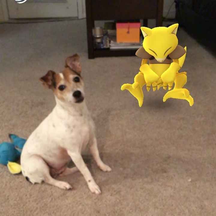 NWR: Bored? Show off your pets!