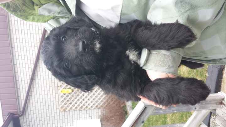 NWR- Puppy fever