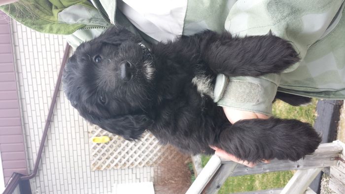 NWR- Puppy fever