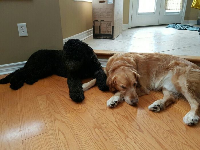 NWR: Show me your pups!