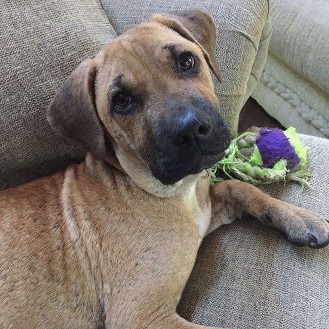 NWR: furbabies