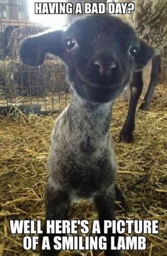 NWR: Need to see some funny memes! Stressed at work.