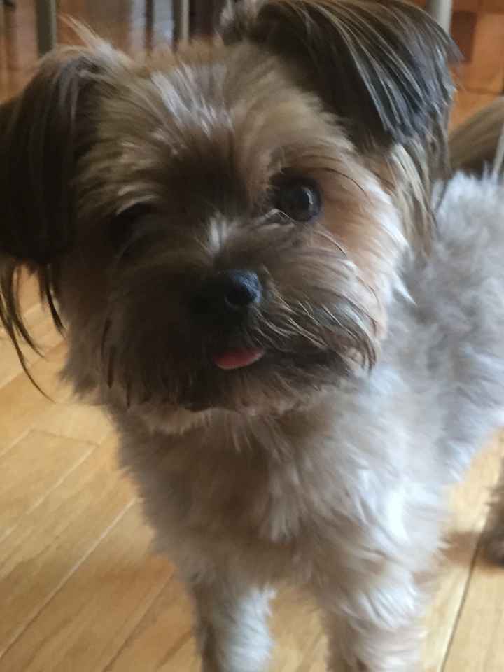 Got a new puppy, lets see a pic of your pets