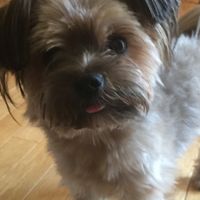 Got a new puppy, lets see a pic of your pets