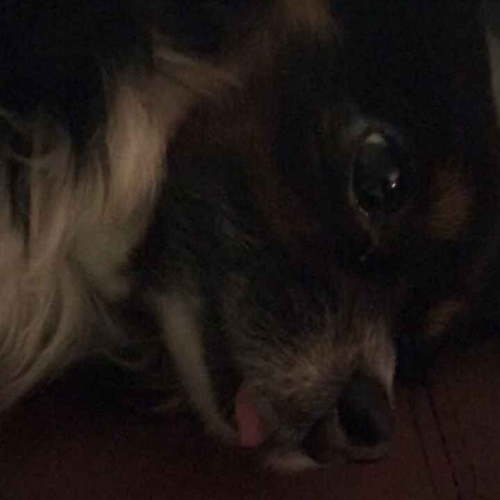 Let me see those fur babies!