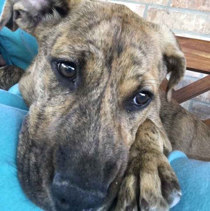 NWR: Puppies and fur babies!