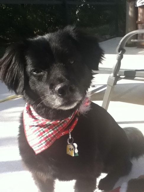 NWR: Furry Children
