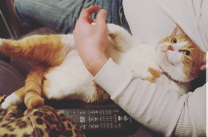 Any pet related stories? - 2