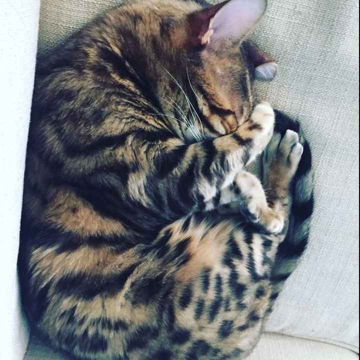 NWR: Tomorrow is National Cat Day!