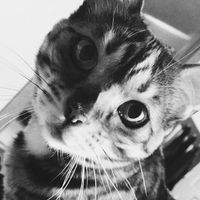 NWR: Tomorrow is National Cat Day!