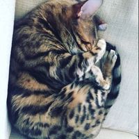 NWR: Tomorrow is National Cat Day!