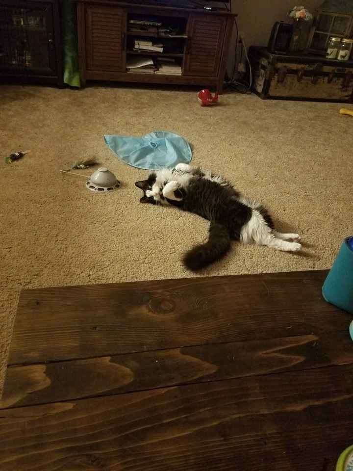 Pets "helping" you make things