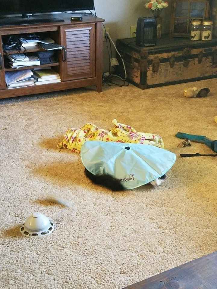 Pets "helping" you make things