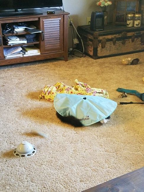 Pets "helping" you make things