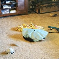 Pets "helping" you make things