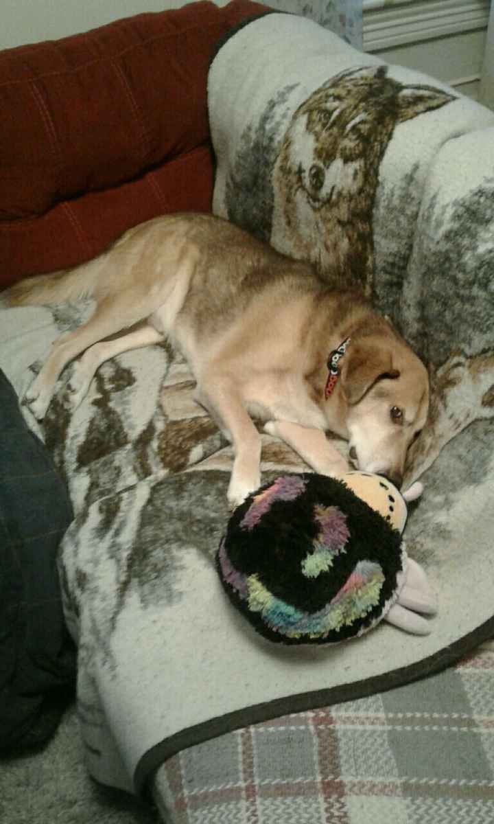 Nwr: puppy fever! (Pics included)