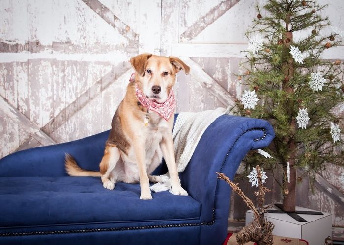 When is it appropriate to do engagment photos?