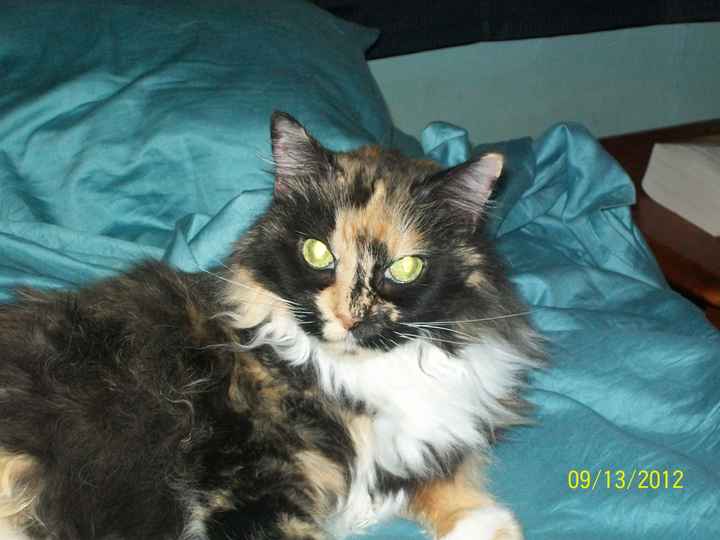 NWR: what pets are you bringing into the marriage?