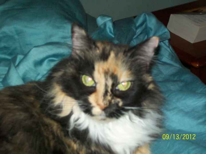 NWR: Pet Post