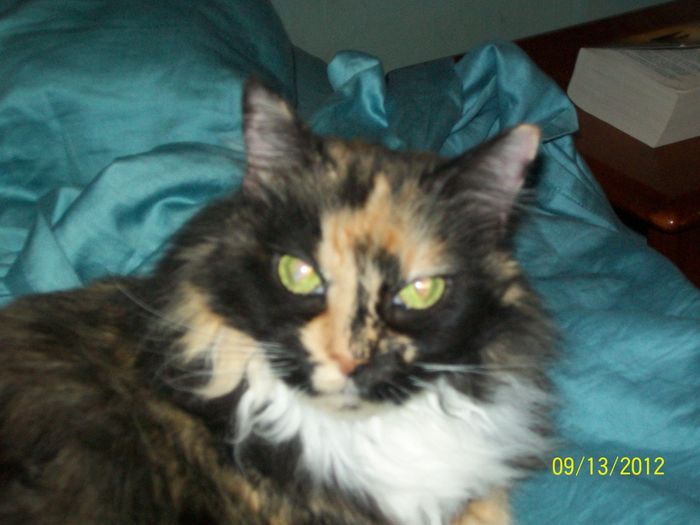 NWR: Pet Post