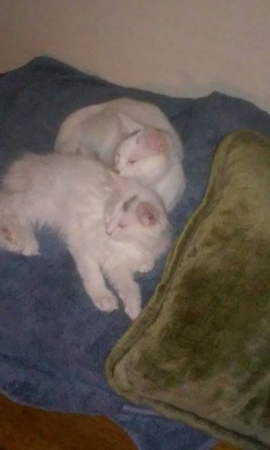 Got a new puppy, lets see a pic of your pets
