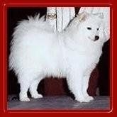 Keeping my mind of my wedding...Show me your dog:)!!**Pics