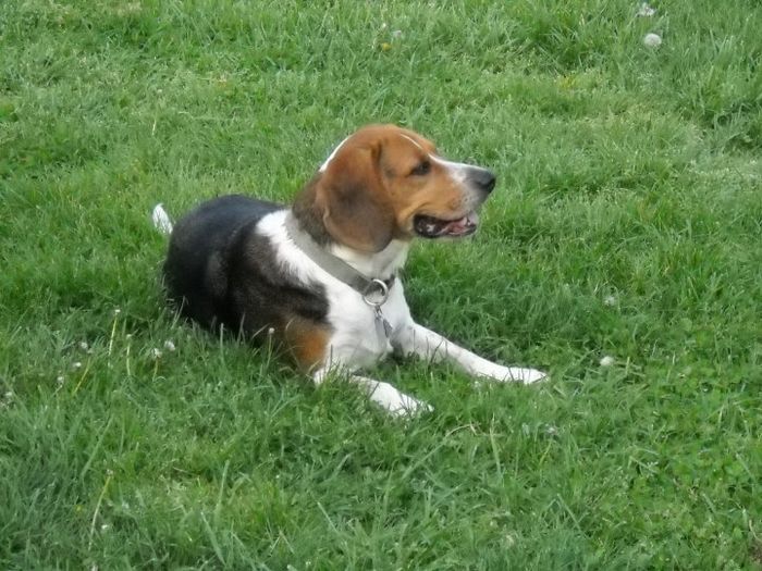 Keeping my mind of my wedding...Show me your dog:)!!**Pics