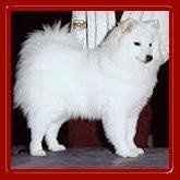 Keeping my mind of my wedding...Show me your dog:)!!**Pics