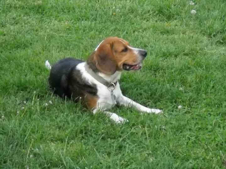 Keeping my mind of my wedding...Show me your dog:)!!**Pics