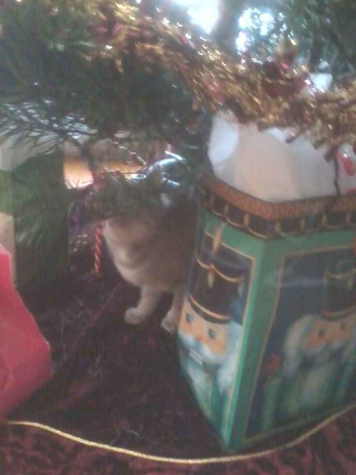 Keeping my mind of my wedding...Show me your dog:)!!**Pics