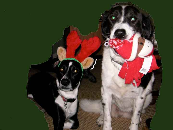 NWR- FH and your pets