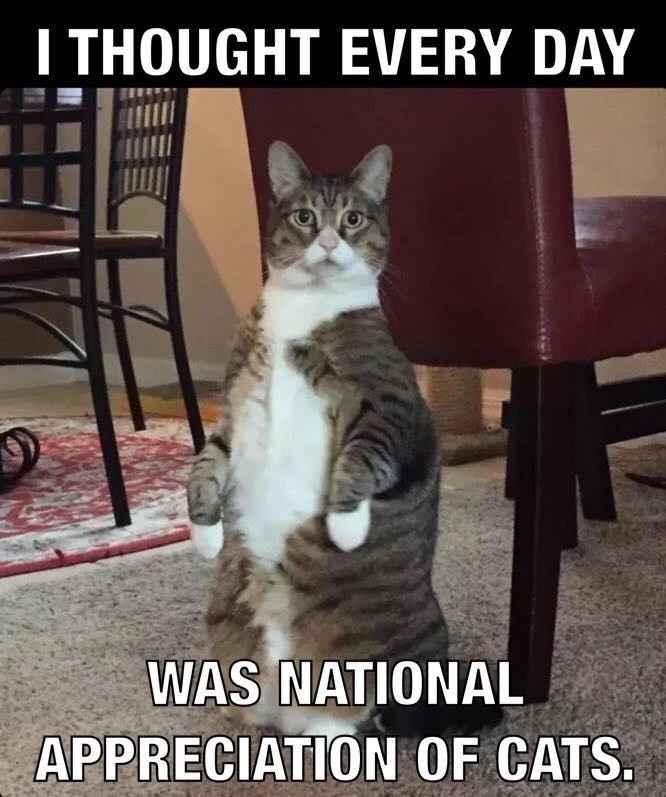 NWR: Tomorrow is National Cat Day!